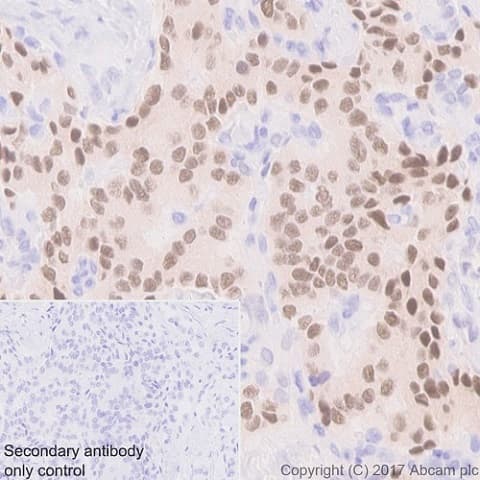 Anti-nkx6.1 antibody [EPR20405] - BSA and Azide free(AB240398)