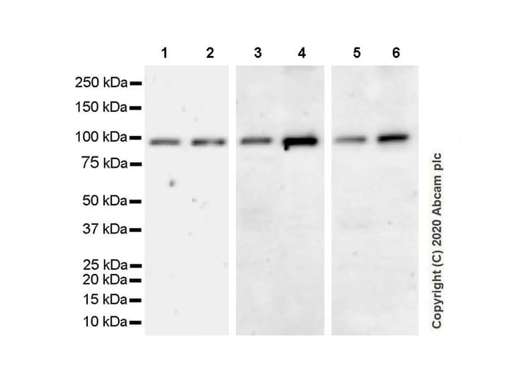 Ago4 Antibody Epr23799 22 Bsa And Azide Free Ab275966  Western Blot Img12923