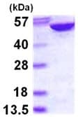 Recombinant Human AMPS protein(AB113582)