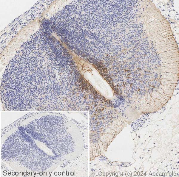 Anti-BLBP antibody(AB32423)