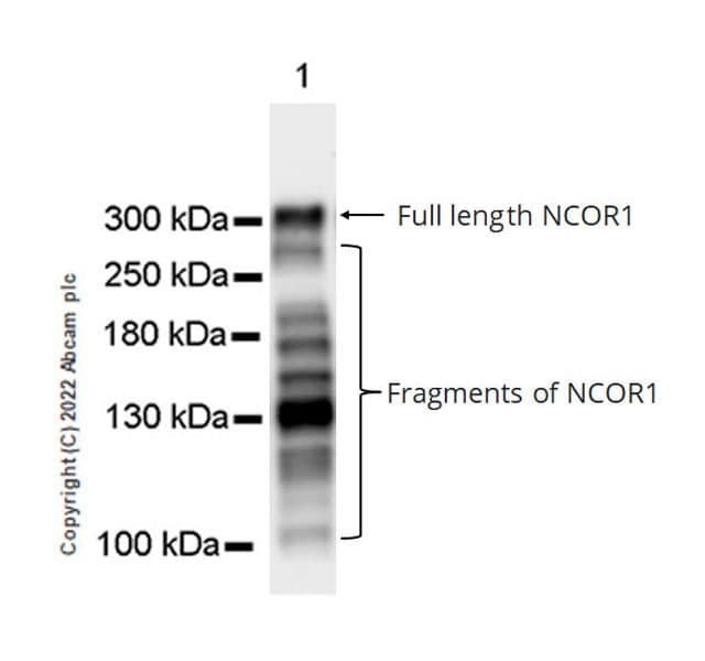 Nuclear Receptor Corepressor Ncor Antibody Epr23834 46 Bsa And Azide Free Ab300616  Western Blot Img405629