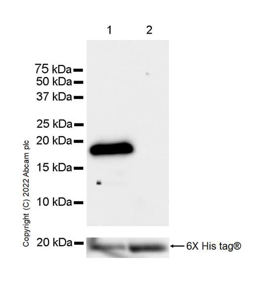 Anti-GMFB antibody [EPR25849-25] - BSA and Azide free(AB303513)