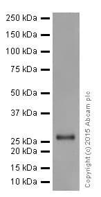 Anti-MMP7 antibody [EPR17888-101](AB205525)
