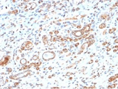 Anti-Hsp60 antibody [HSPD1/2206R] - BSA free(AB234286)