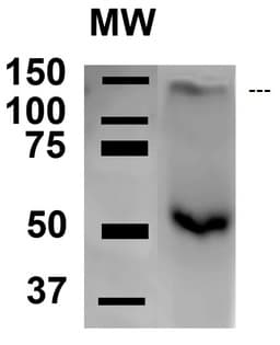 Anti-AMBRA1 antibody(AB223351)