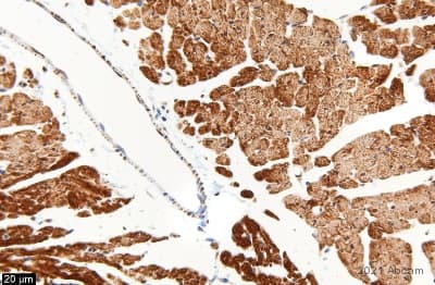 Anti-COX IV antibody - Mitochondrial Loading Control(AB16056)
