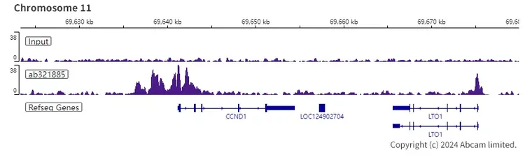 Anti-KAT2A / GCN5 antibody [EPR28321-83](AB321885)