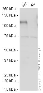 Anti-CD133 antibody [RM1002] - Stem Cell Marker(AB278053)