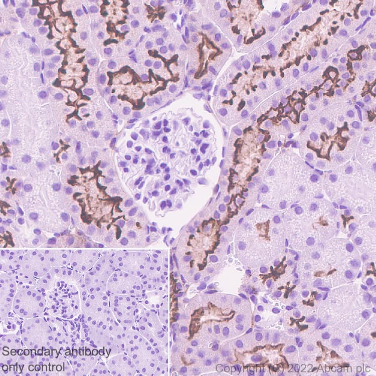 Anti-Sodium/Hydrogen Exchanger 3/NHE-3 antibody [EPR26951-3] - BSA and Azide free(AB307366)