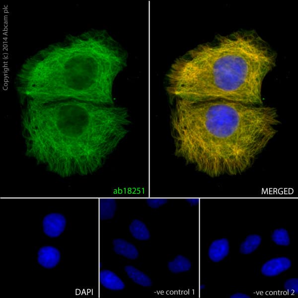 Anti-alpha Tubulin antibody - Microtubule Marker(AB18251)