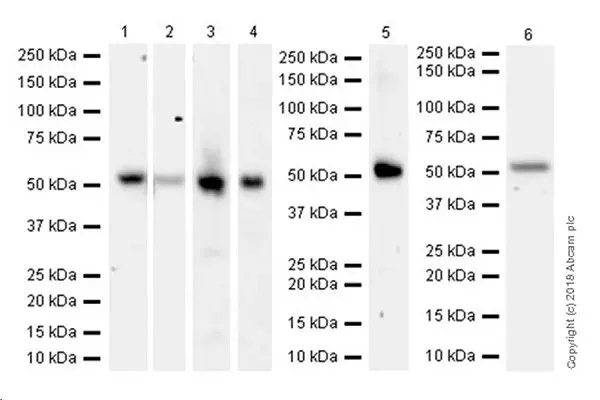 Anti-GSDMD antibody [EPR20859](AB219800)