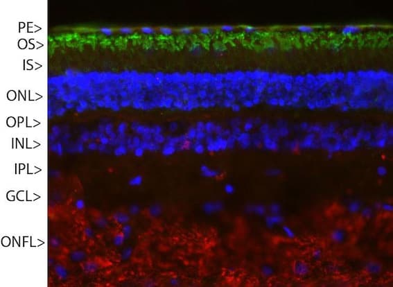 Anti-Rhodopsin antibody [A531](AB190307)