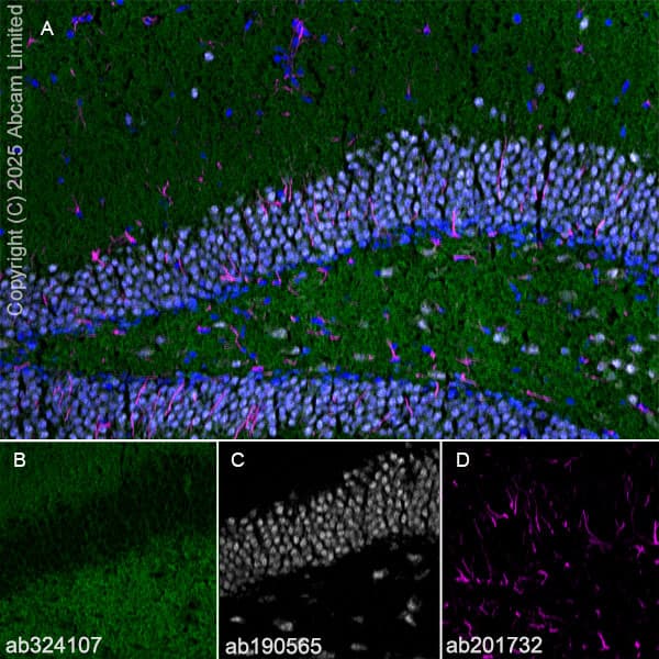 Alexa Fluor® 647 Anti-NeuN antibody [EPR12763] - Neuronal Marker(AB190565)