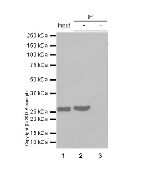 Anti-eIF4E antibody [Y448] - BSA and Azide free(AB240923)