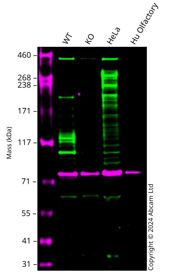 Anti-Calnexin antibody [CANX/1543](AB238078)