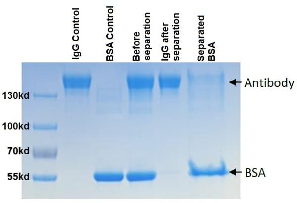 BSA Removal Kit(AB173231)