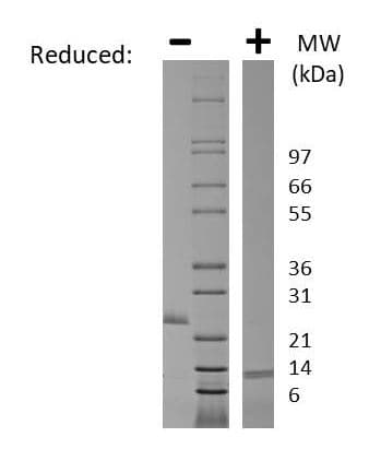 Recombinant human GDF8 / Myostatin protein (Active)(AB269163)