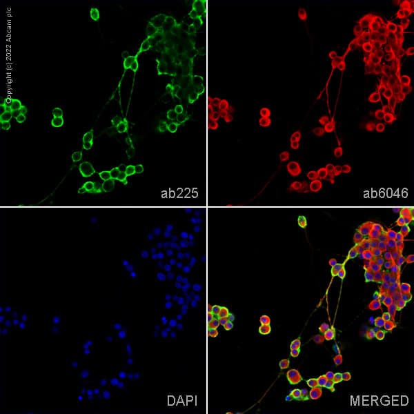 Anti-CD90 / Thy1 antibody [MRC OX-7] - Hematopoietic Stem Cell Marker(AB225)