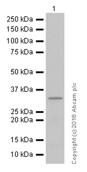 Anti-DARPP32 antibody [EP720Y](AB40801)