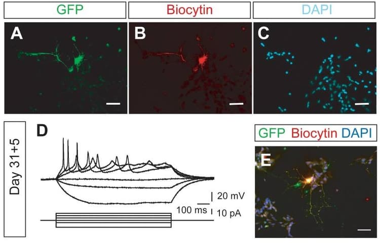 Y-27632 dihydrochloride (mM/ml), Rho kinase inhibitor(AB144494)