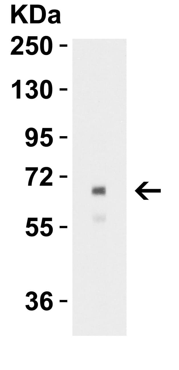 Anti-Albumin antibody(AB106582)