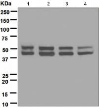 Anti-JNK1 antibody [EPR140(2)](AB110724)