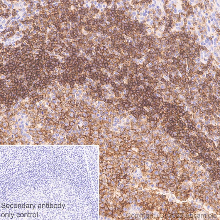 Anti-CD37 antibody [EPR25397-149] (BSA and Azide free)(AB300412)