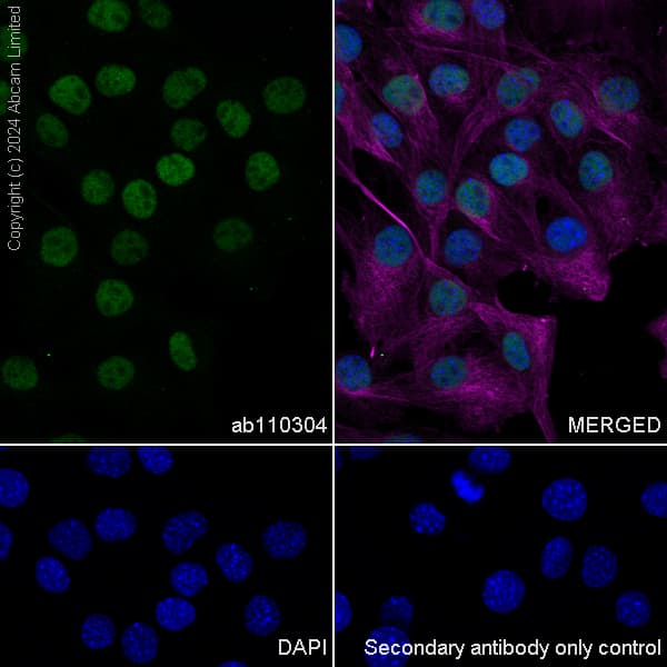 Anti-SIRT1 antibody [19A7AB4](AB110304)