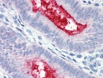 Anti-ENPP3/B10 antibody(AB189116)