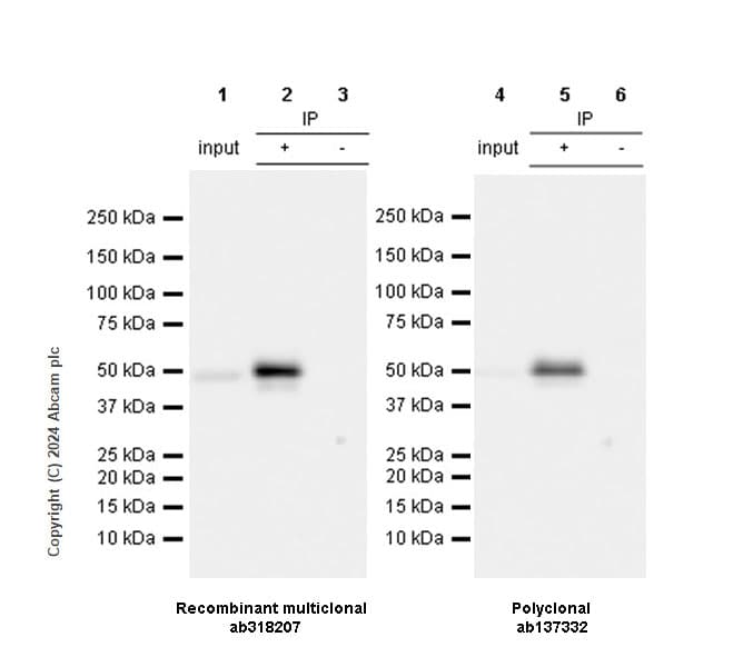 Anti-MMP1 antibody(AB137332)