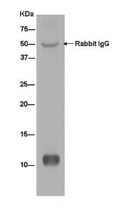 Ndufab1 Antibody Epr6725 Bsa And Azide Free Ab250289  Immunoprecipitation Img11222