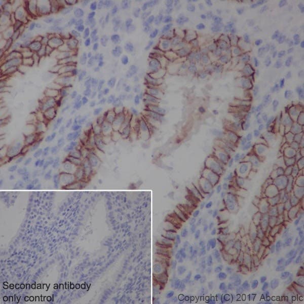 Anti-EpCAM antibody [EPR20532-222] - BSA and Azide free(AB232539)