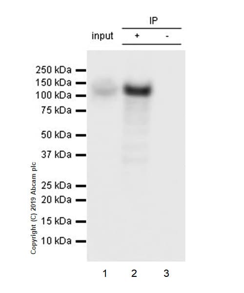 Anti-Ctip2 antibody [EPR23120-25](AB240636)