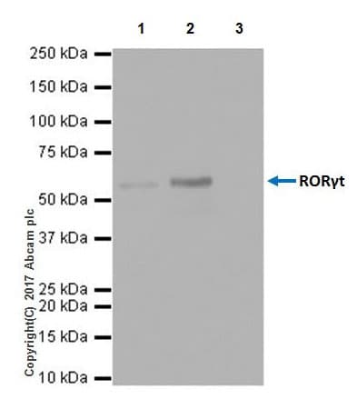 Anti-ROR gamma antibody [EPR20006] - BSA and Azide free(AB232516)