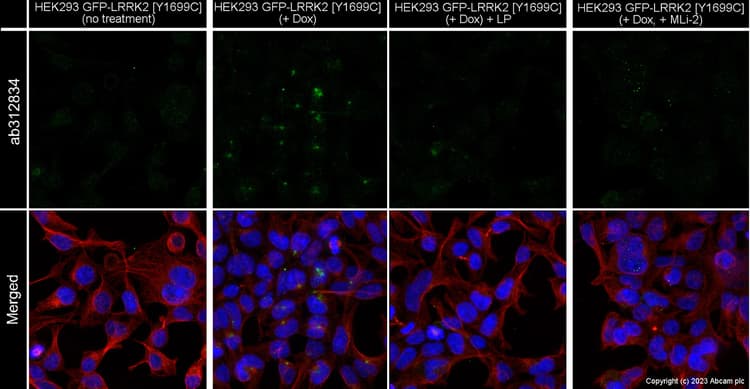 Goat Anti-Rabbit IgG H&L (Alexa Fluor® 647) preadsorbed(AB150083)