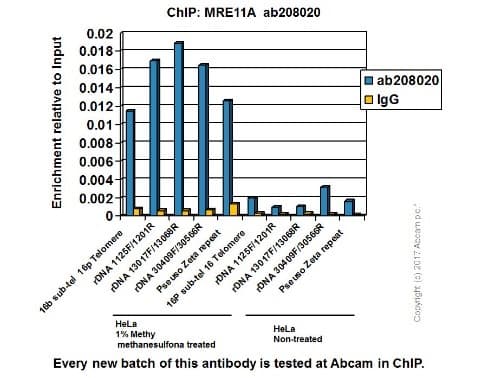 Anti-Mre11 antibody [EPR21027] - BSA and Azide free(AB230381)