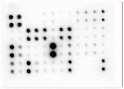 Mouse Cytokine Antibody Array - Membrane (97 targets)(AB169820)