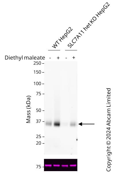 Anti-xCT antibody [EPR27115-64](AB307601)