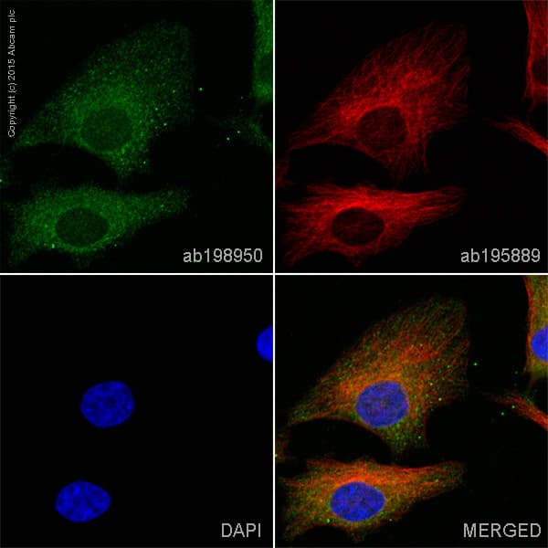 Anti-STING antibody [EPR13130] - BSA and Azide free(AB227128)