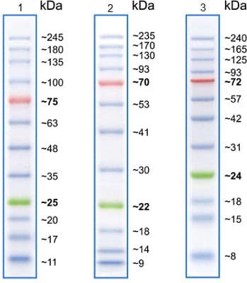 Prestained Protein Ladder - Broad molecular weight (10 - 245 kDa)(AB116028)