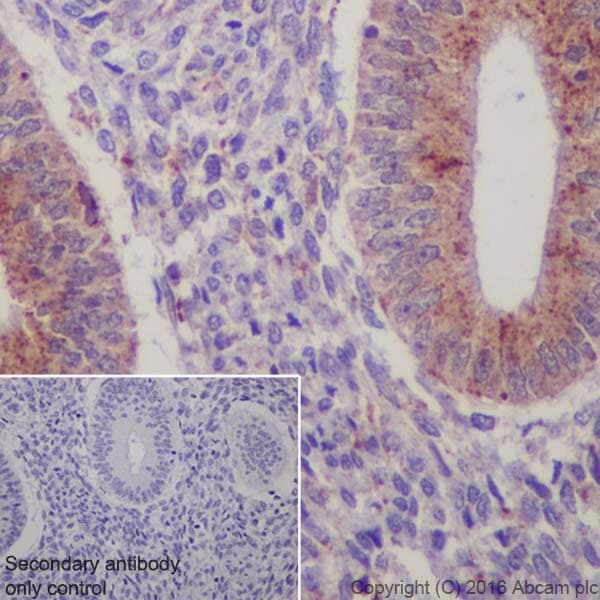 Anti-Niemann Pick C2 antibody [EPR19993] - BSA and Azide free(AB271975)