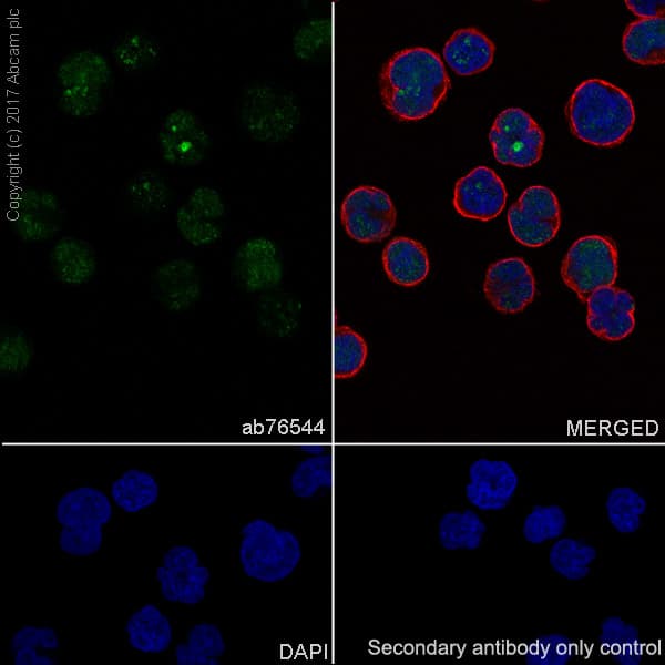 Anti-TdT antibody [EPR2976Y] - BSA and Azide free(AB232378)