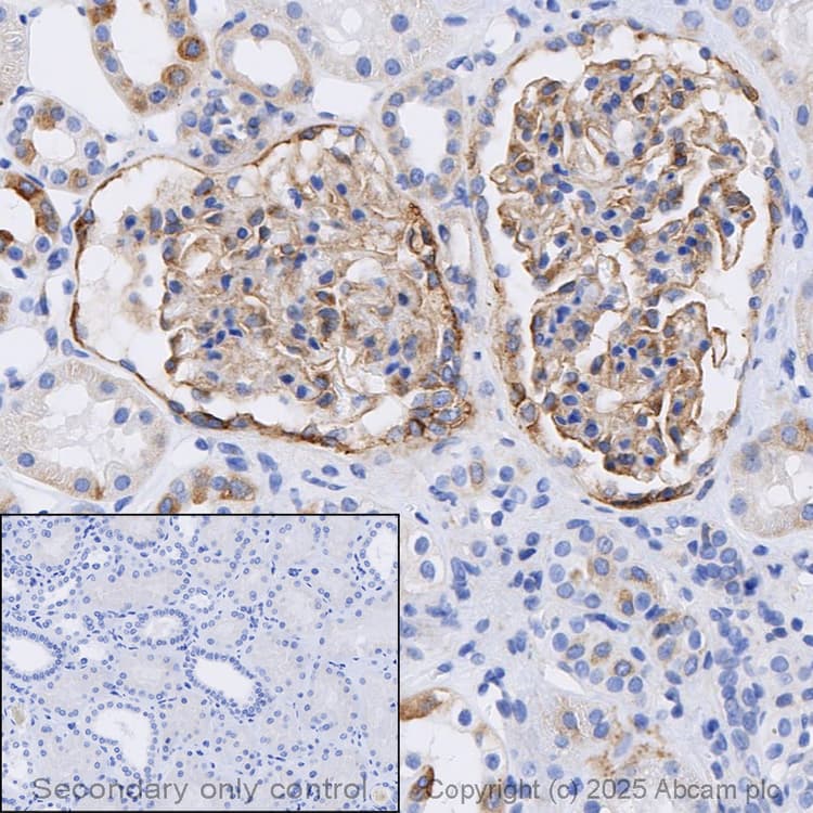 Anti-Integrin alpha V antibody [EPR16800](AB179475)