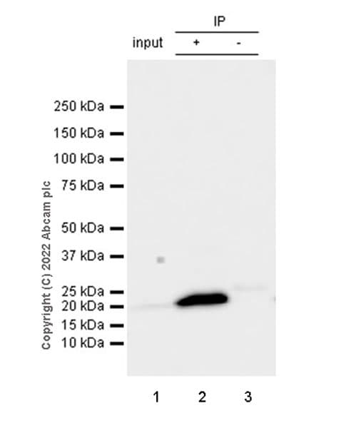 Anti-mouse IgG for IP (HRP)(AB131368)