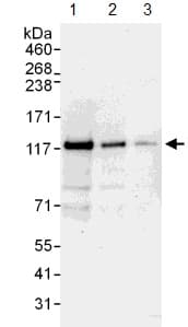 Anti-WWP1 antibody(AB104440)