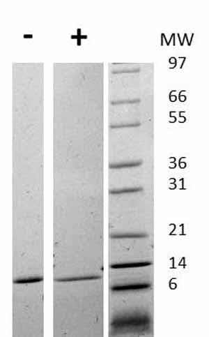 Recombinant human MIF protein(AB75432)