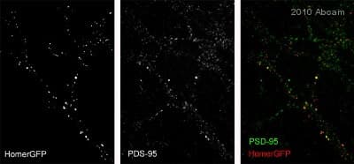 Anti-PSD95 antibody [7E3-1B8] - Synaptic Marker(AB13552)