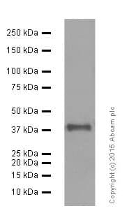 Anti-Islet 1 antibody [EP4182] - Neural Stem Cell Marker(AB109517)