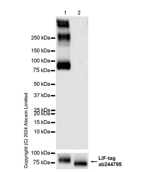 Atp6v0d2 Antibody Epr29173 521 Bsa And Azide Free Ab321810  Western Blot Img435520