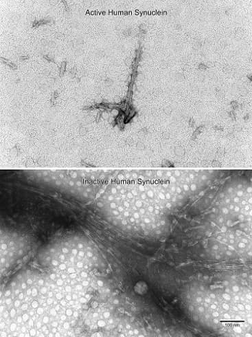 Recombinant Human Alpha-synuclein protein aggregate (Active)(AB218819)